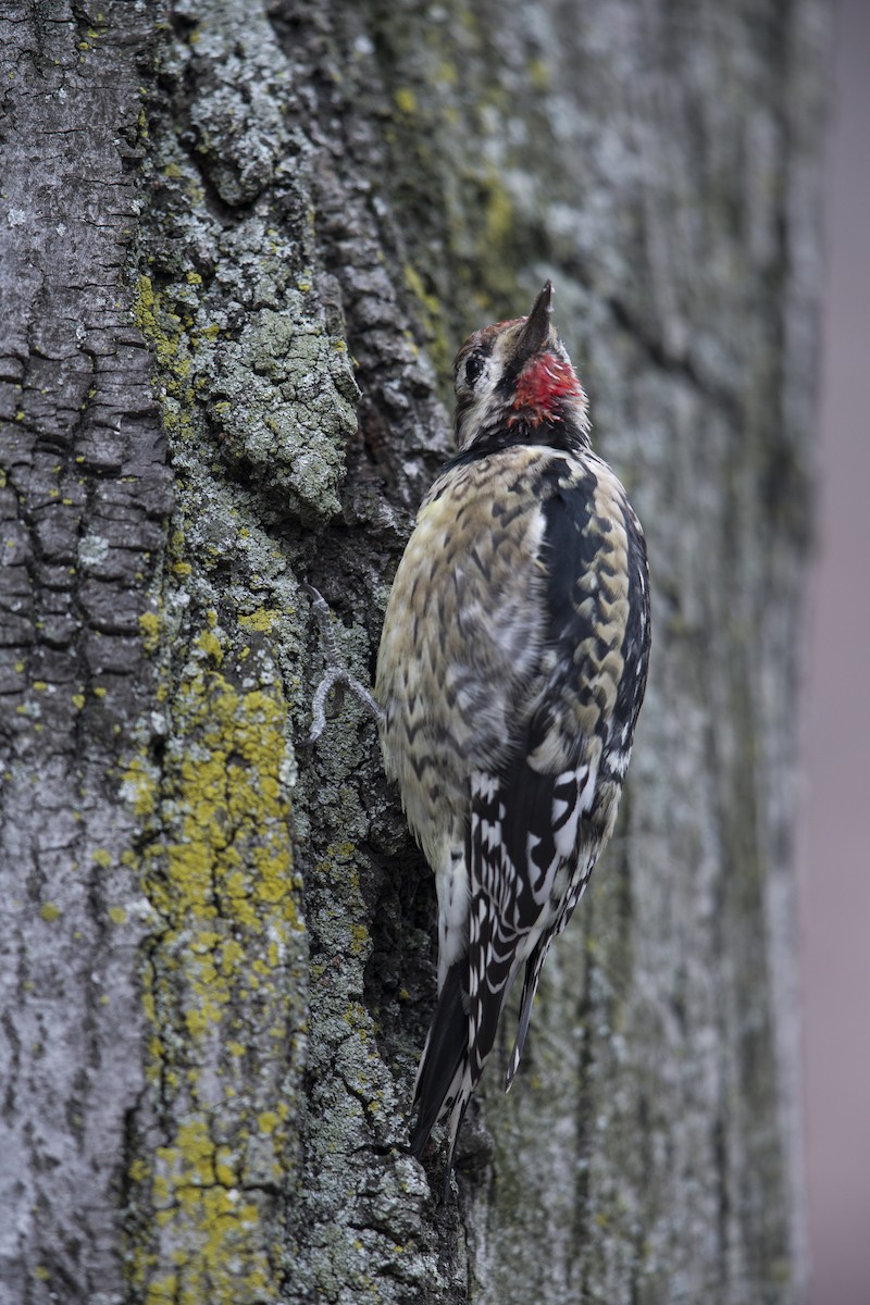 Yellow-bellied Sapsucker - ML594589031