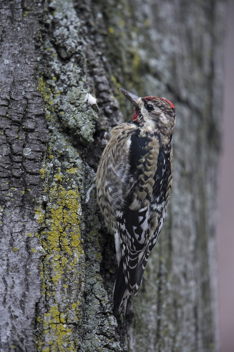 Yellow-bellied Sapsucker - ML594589041