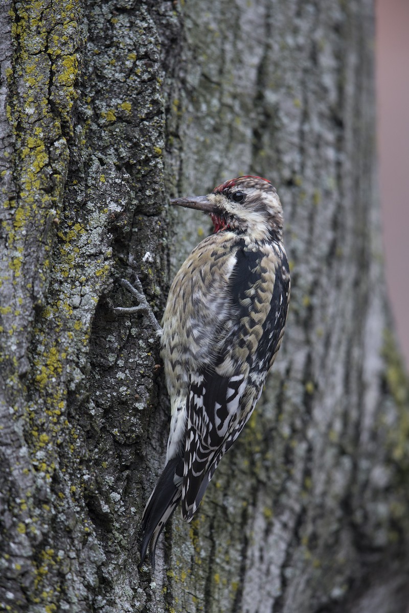 Yellow-bellied Sapsucker - ML594589051