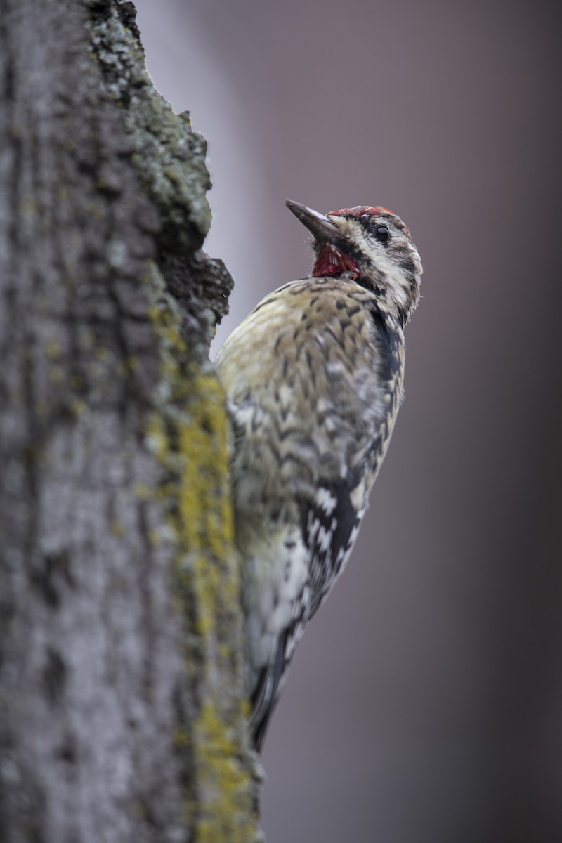 Yellow-bellied Sapsucker - ML594589061