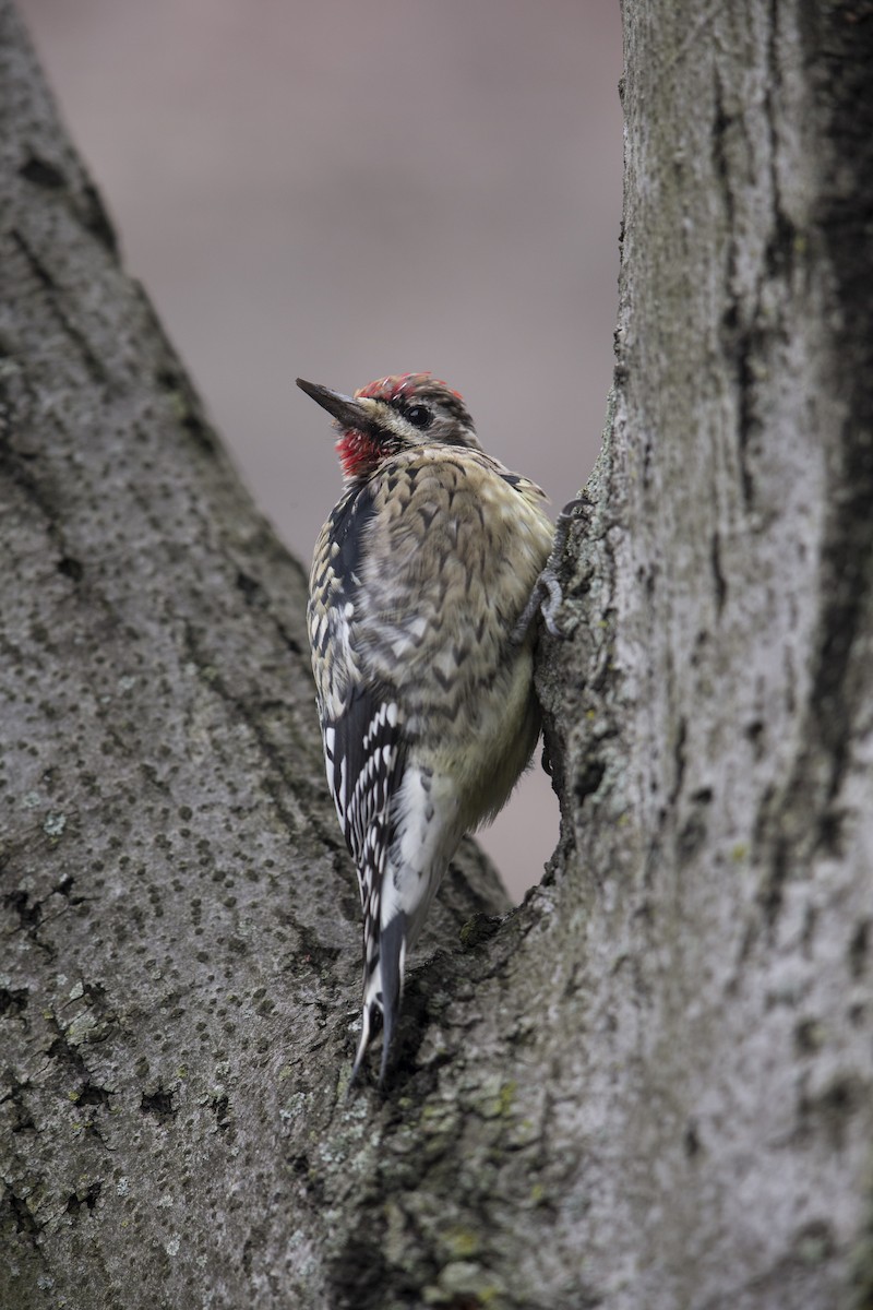 Yellow-bellied Sapsucker - ML594589071