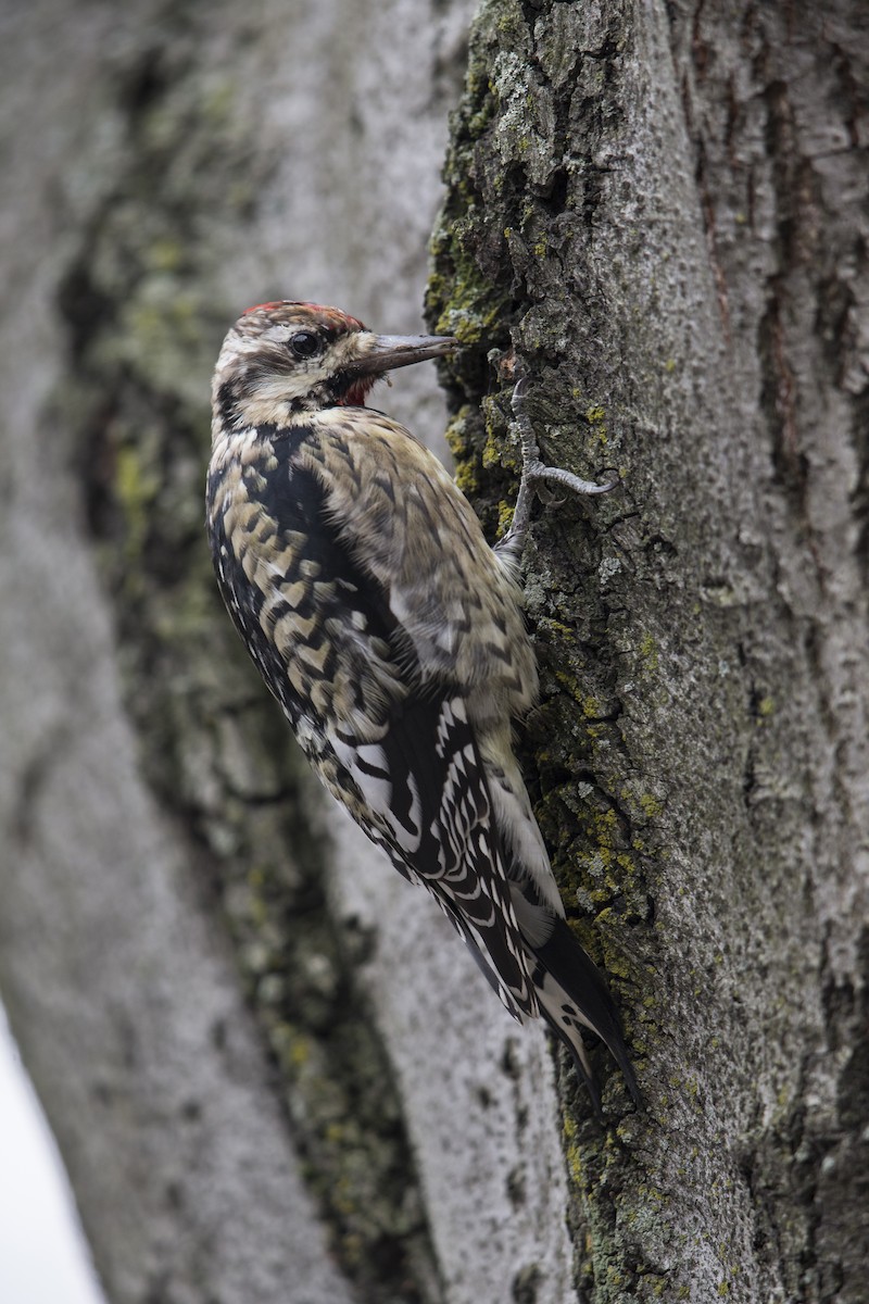 Yellow-bellied Sapsucker - ML594589101