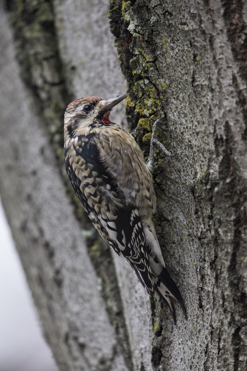 Yellow-bellied Sapsucker - ML594589111