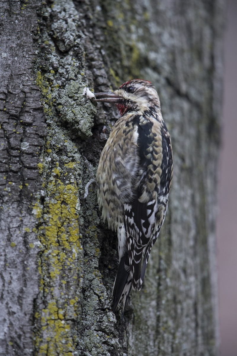 Yellow-bellied Sapsucker - ML594589131