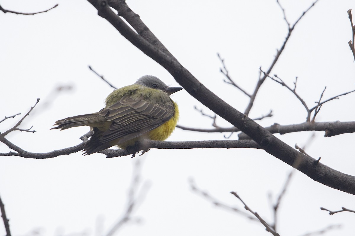 Couch's Kingbird - ML594589241