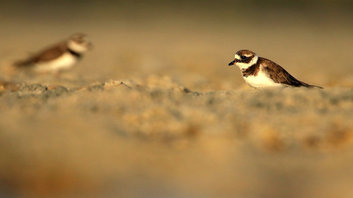 Common Ringed Plover - ML594589931