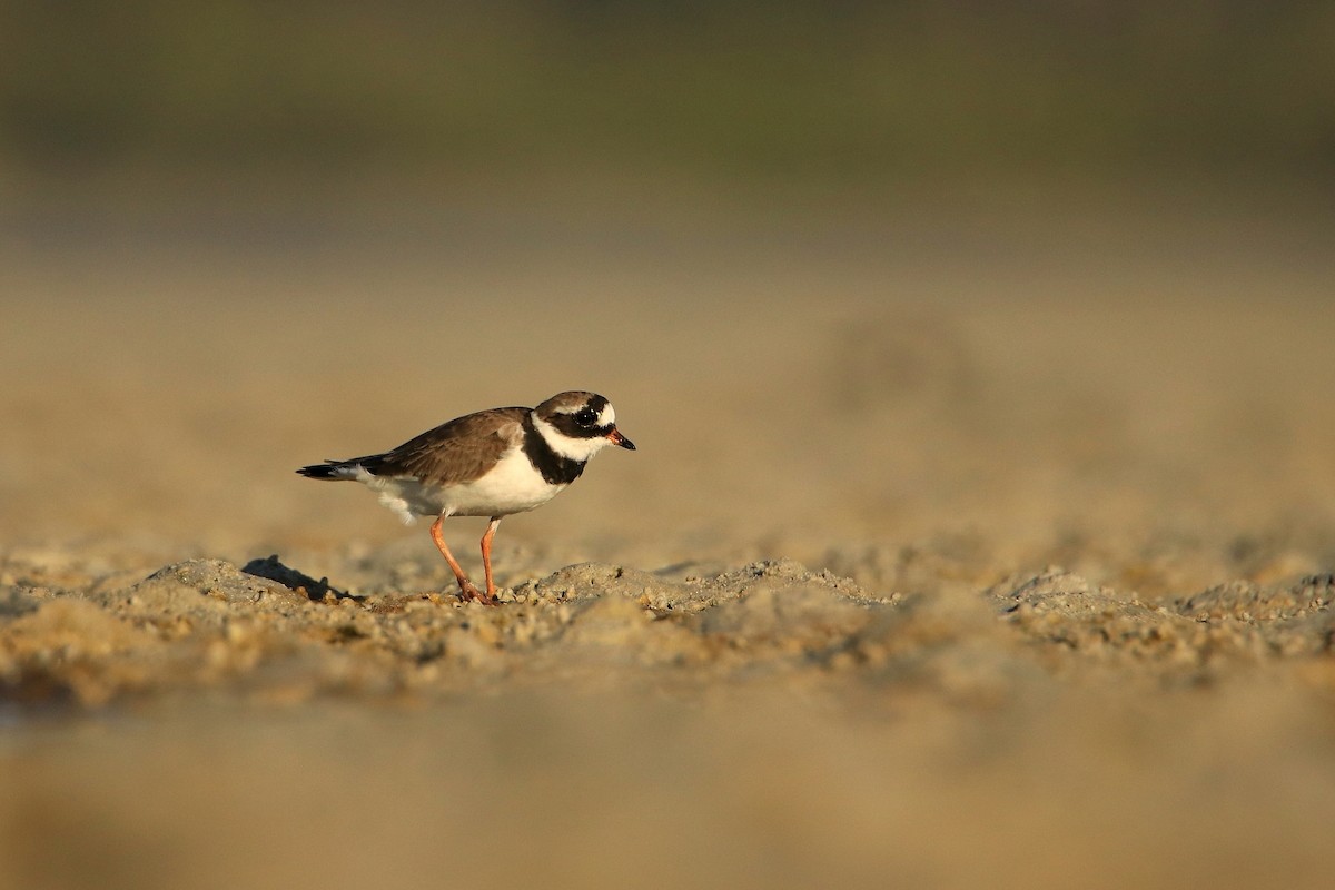 Common Ringed Plover - ML594589941