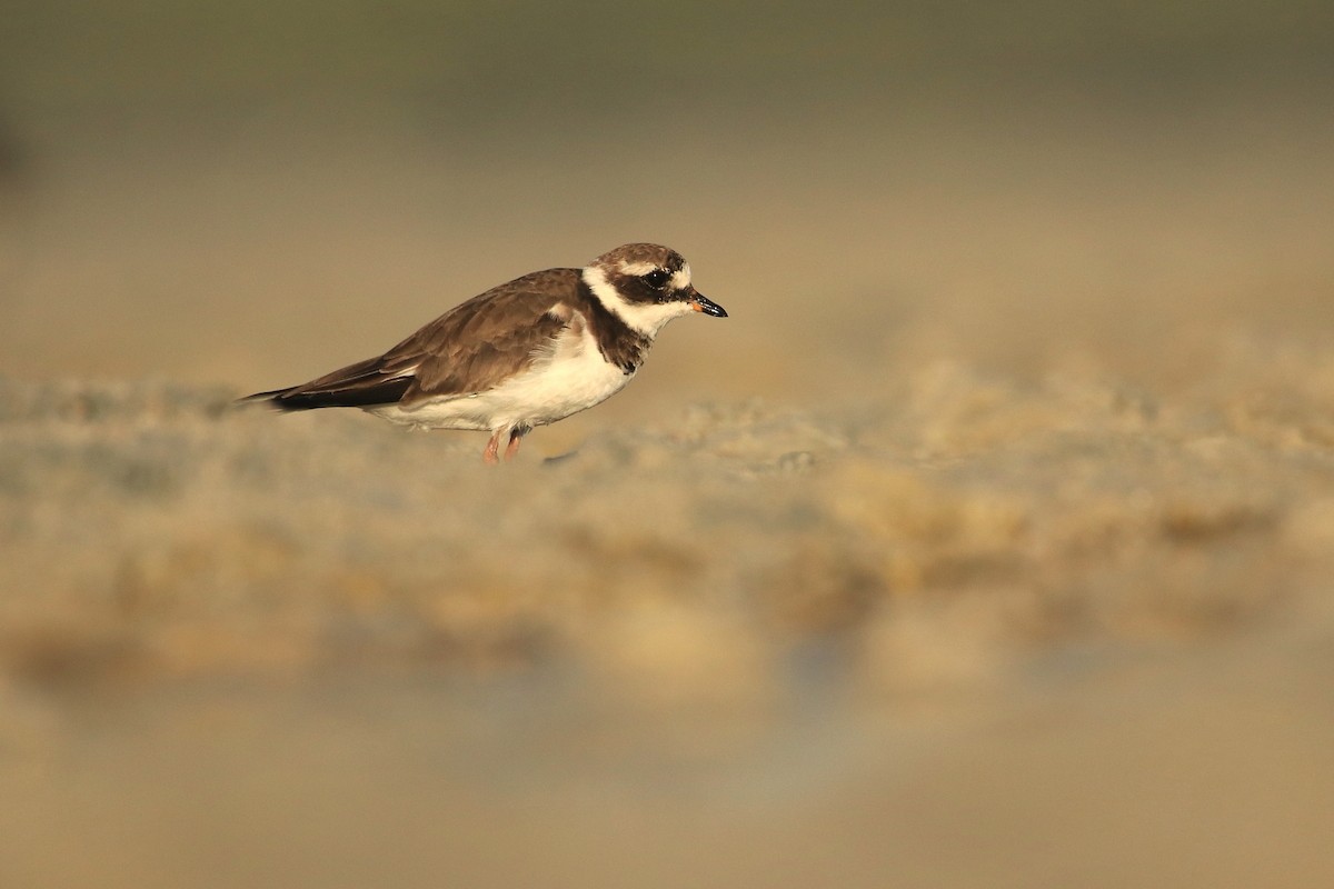 Common Ringed Plover - ML594589951