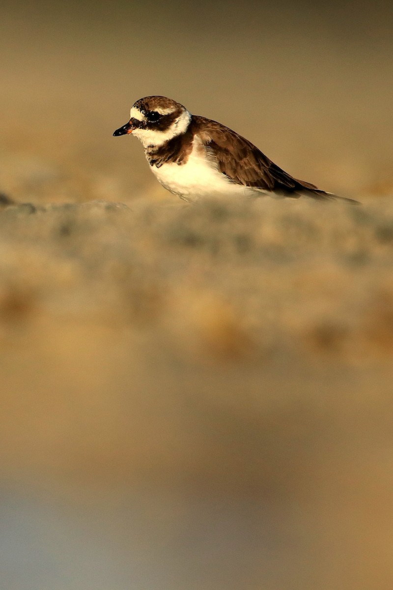 Common Ringed Plover - ML594589971