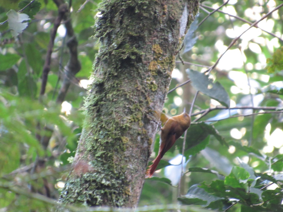 Olivaceous Woodcreeper - ML594590461