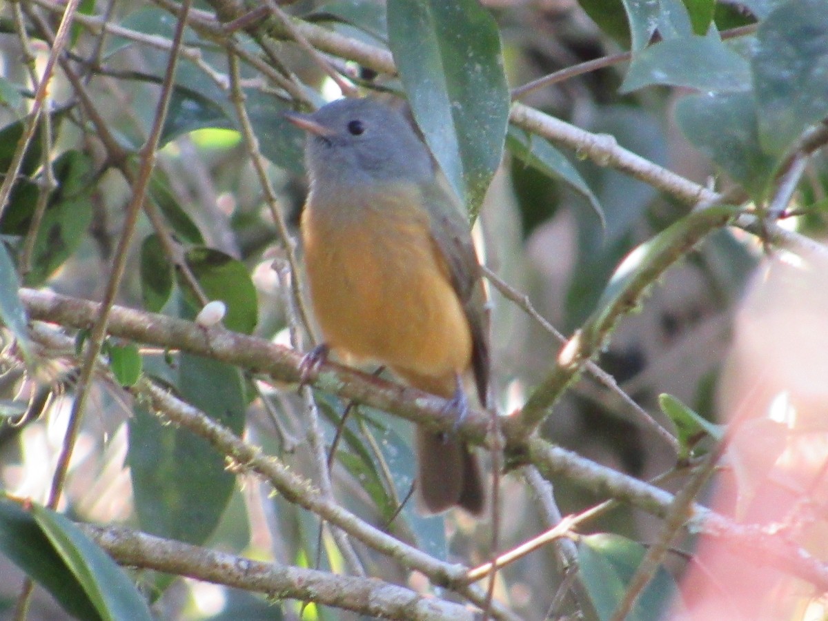 Gray-hooded Flycatcher - ML594590631