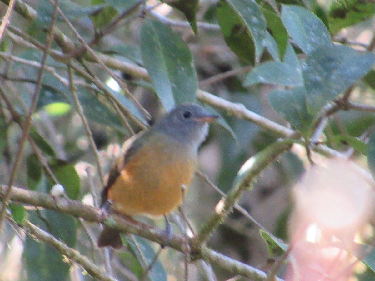 Gray-hooded Flycatcher - ML594590641