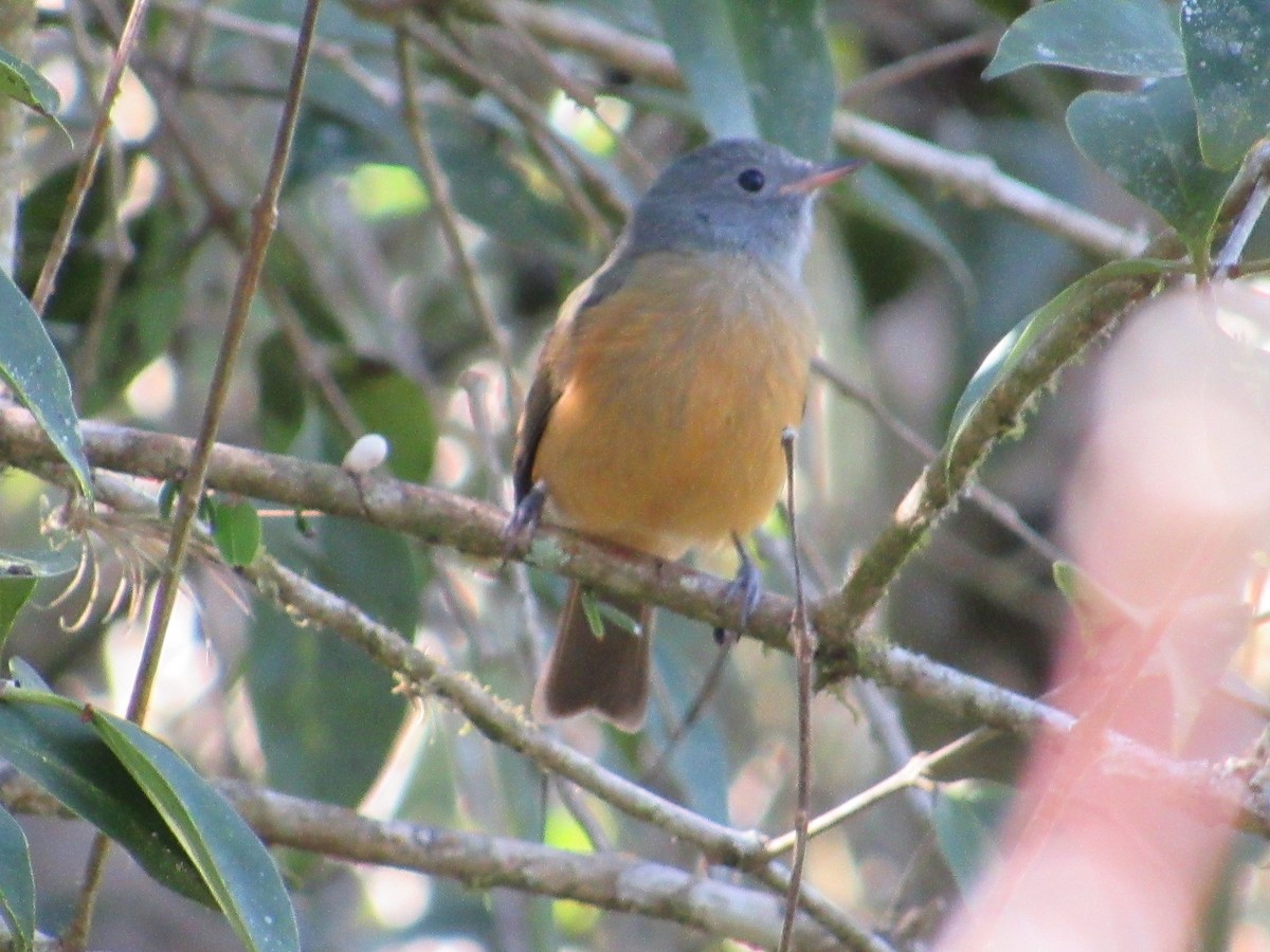 Gray-hooded Flycatcher - Francisco Contreras @francontreras.80