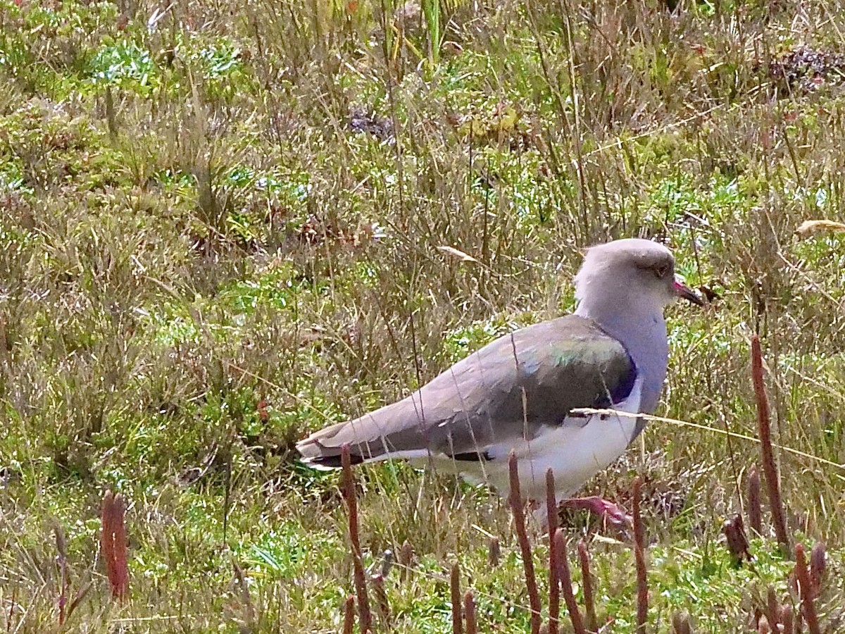 Andean Lapwing - ML594590771