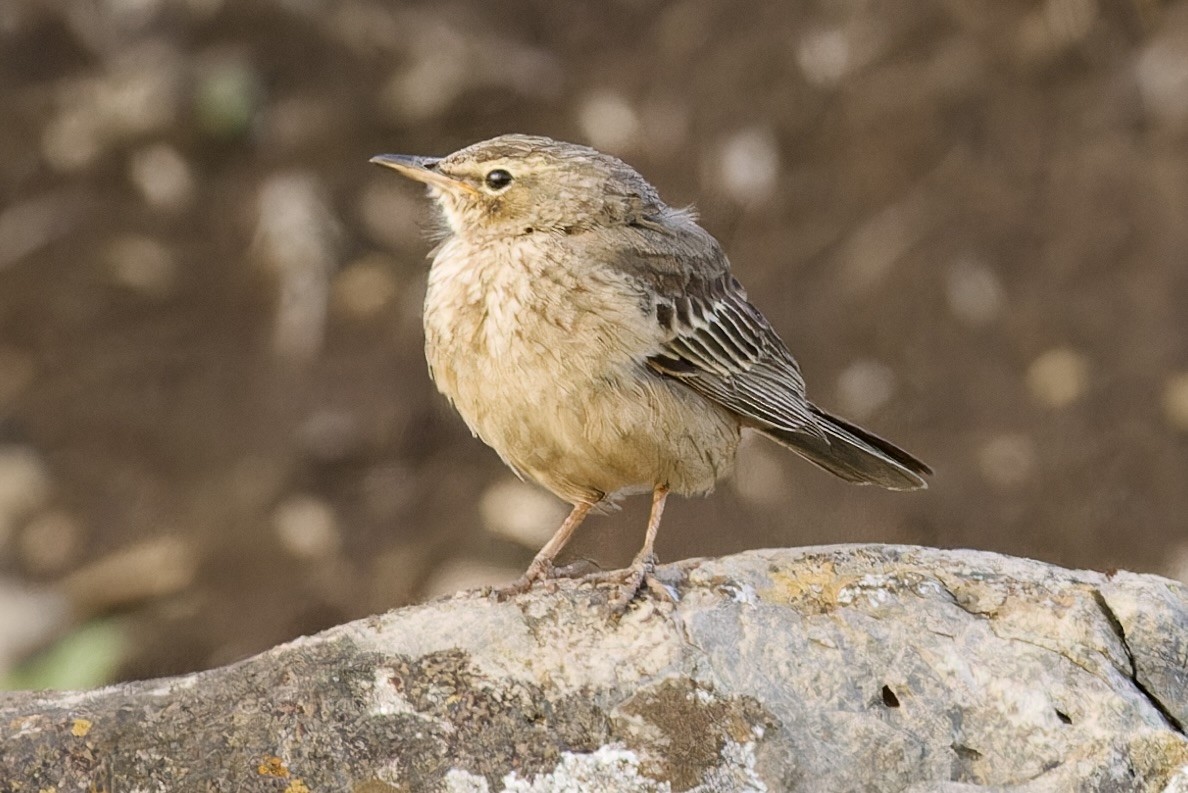 Long-billed Pipit (East African) - ML594591101
