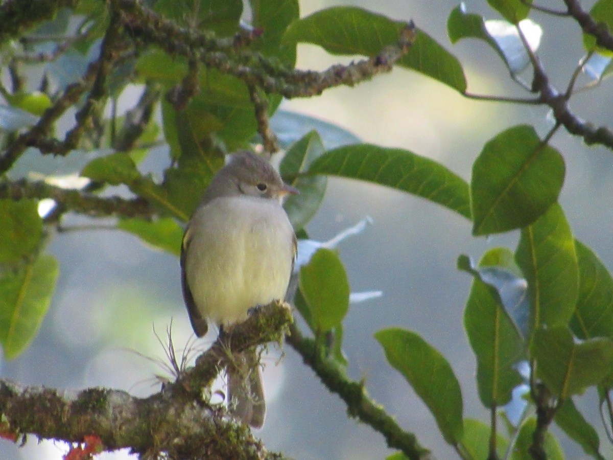 Small-billed Elaenia - ML594591211