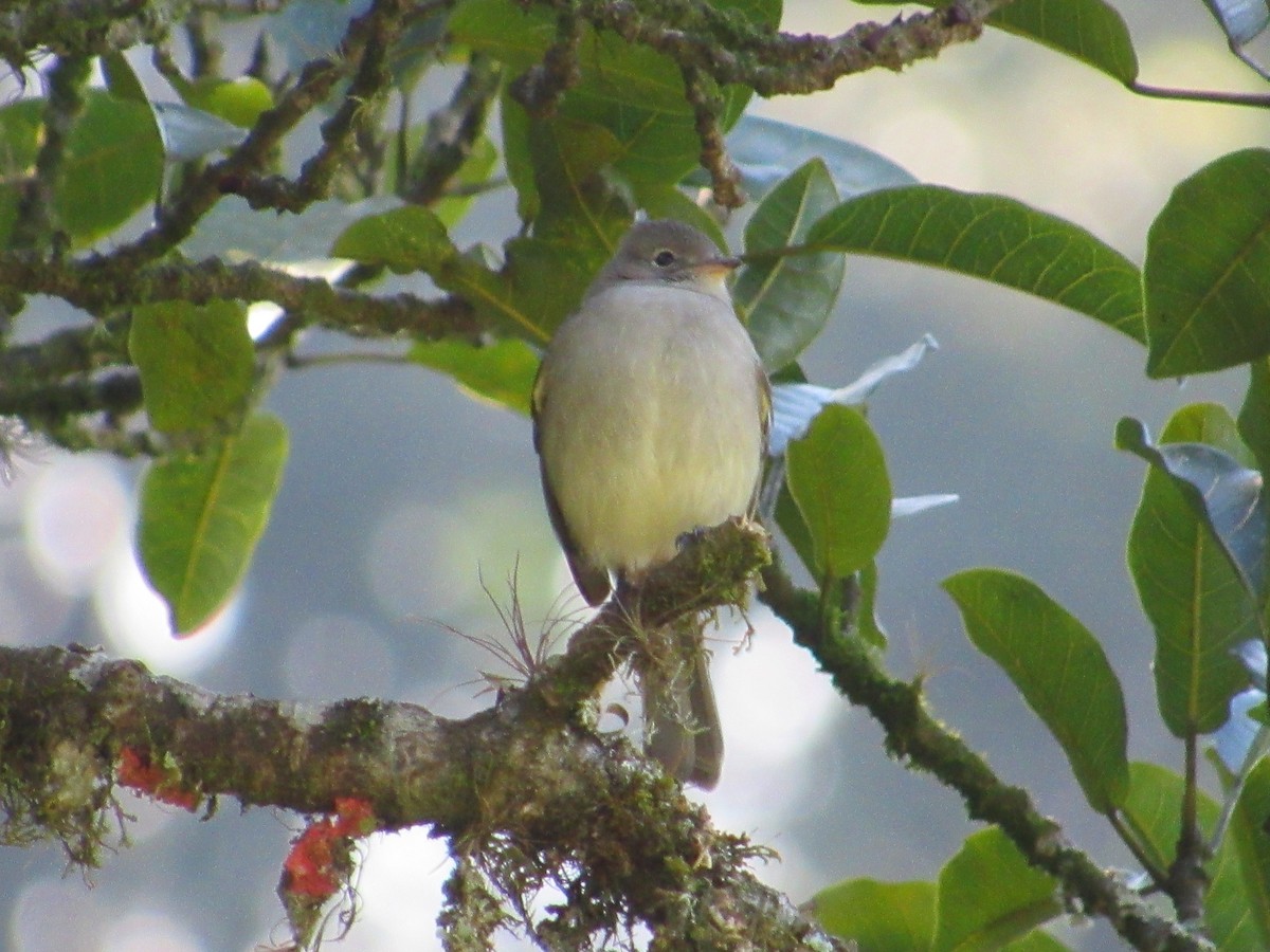 Small-billed Elaenia - ML594591221