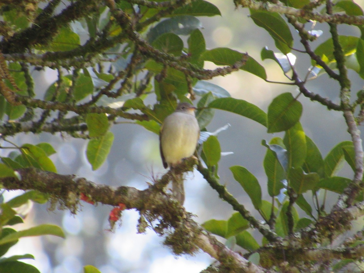 Small-billed Elaenia - ML594591231