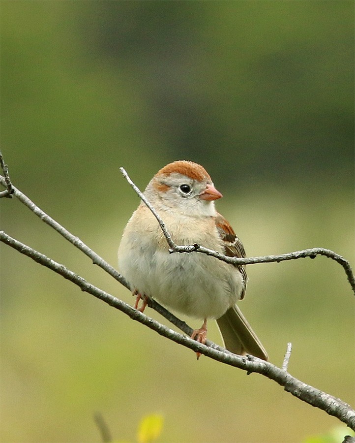 Field Sparrow - Mike Fahay