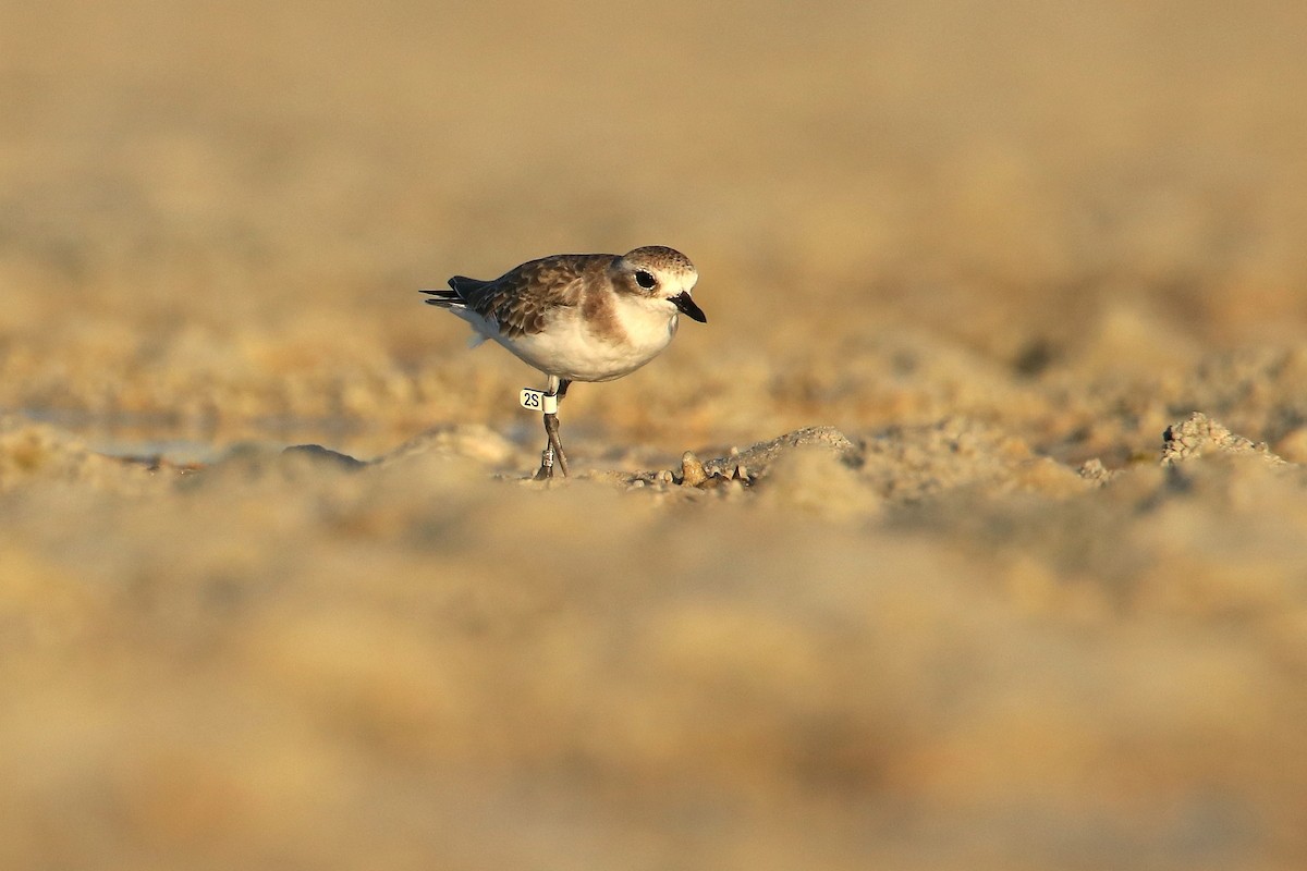 Charadriiformes, unbestimmt - ML594591621