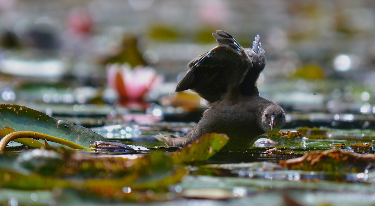 Eurasian Moorhen - ML594591691