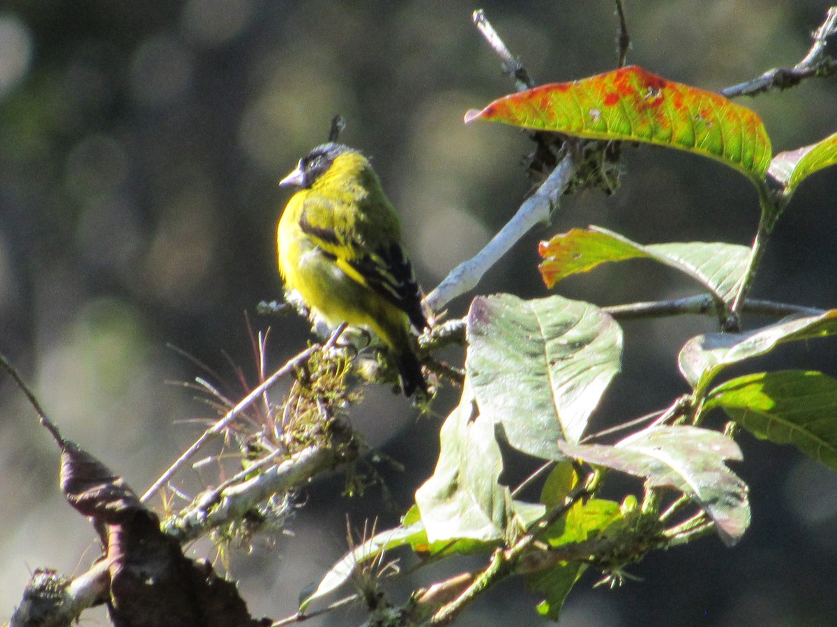 Hooded Siskin - ML594591811