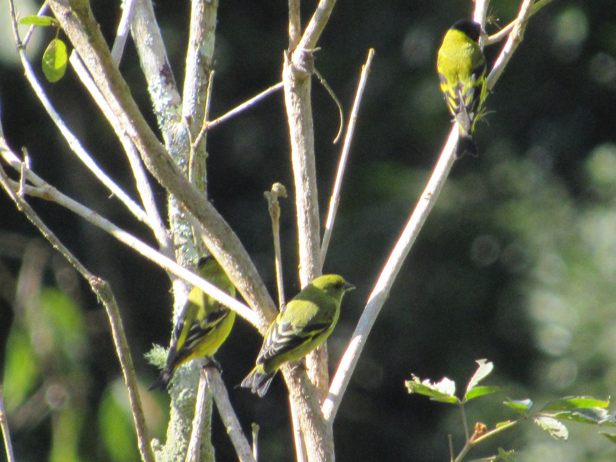 Hooded Siskin - ML594591821