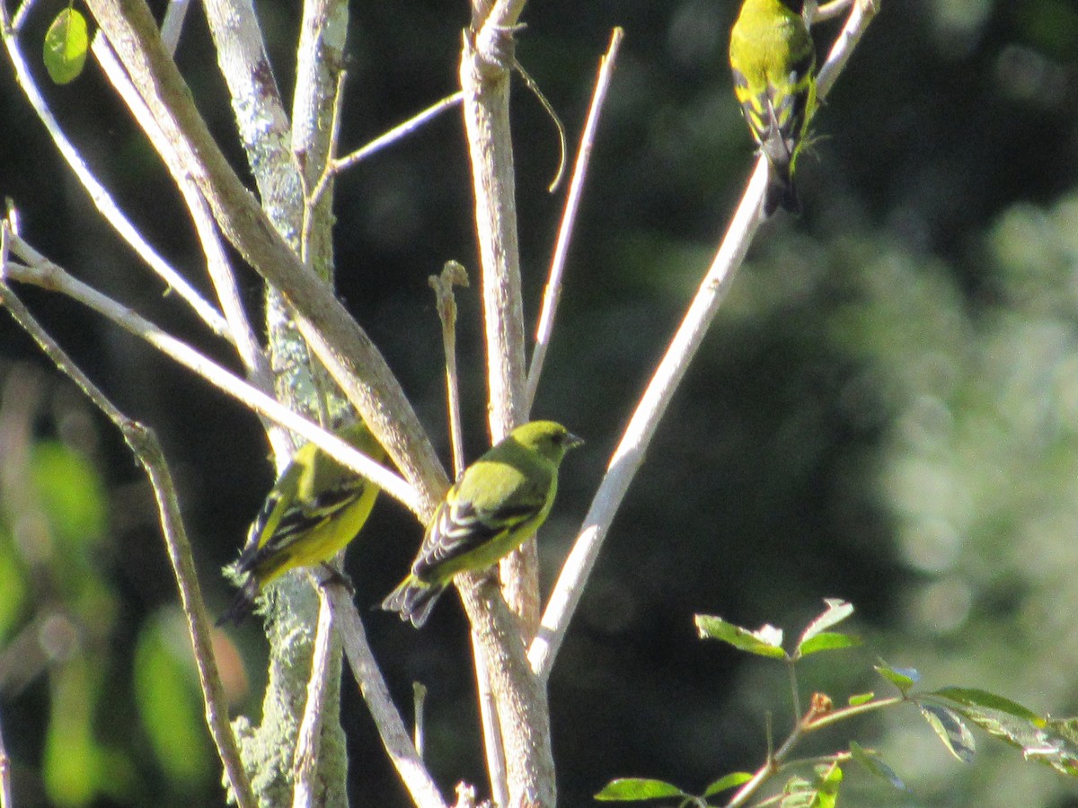 Hooded Siskin - ML594591841