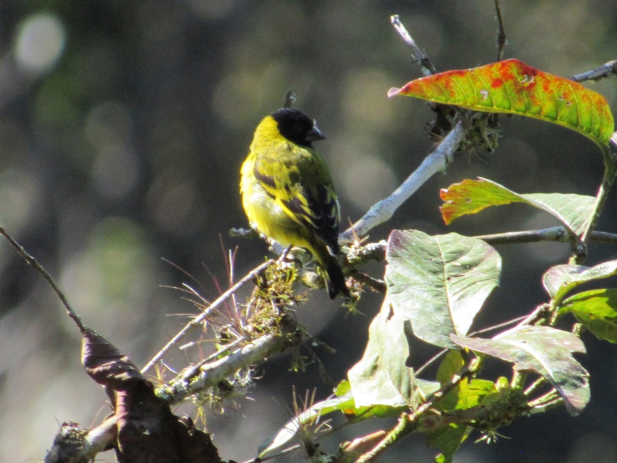 Hooded Siskin - ML594591941