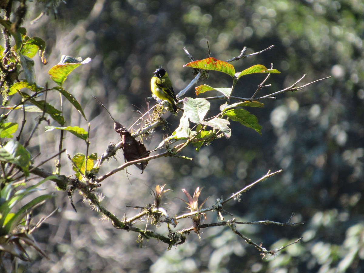 Hooded Siskin - ML594591961