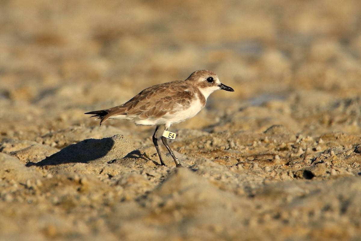 Greater Sand-Plover - Magdalena Jędro