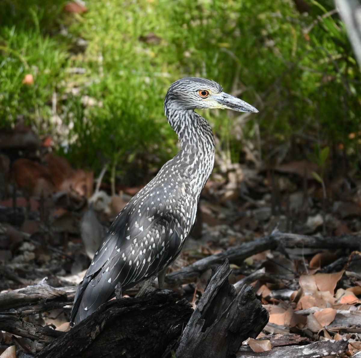 Yellow-crowned Night Heron - ML594592271