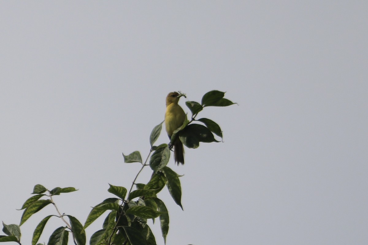 Orchard Oriole - ML594592831