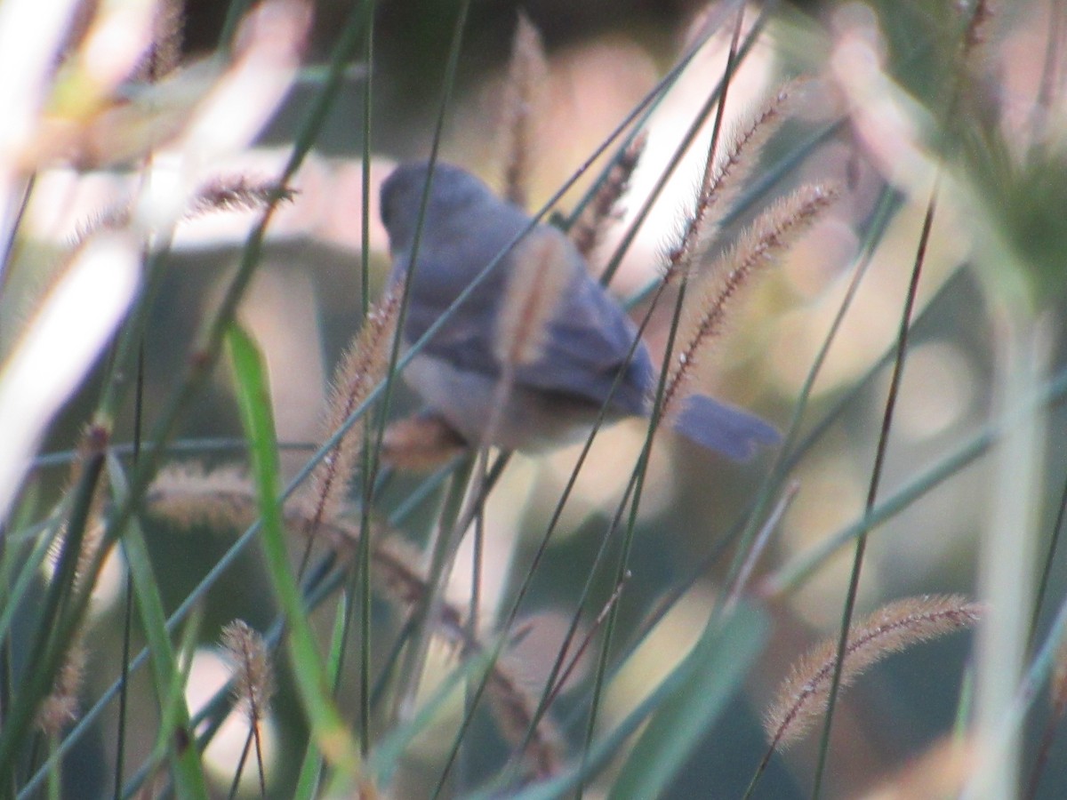Double-collared Seedeater - ML594592961