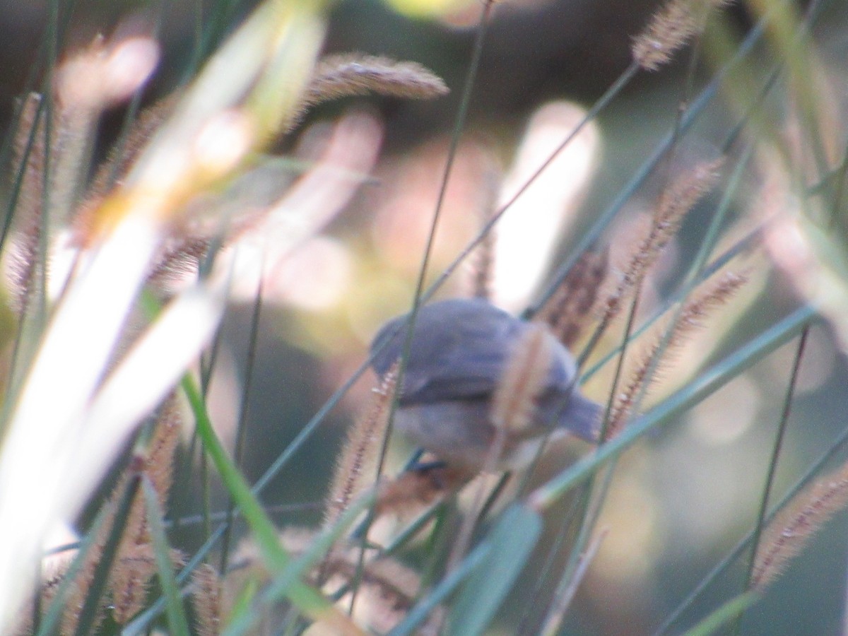 Double-collared Seedeater - ML594592971