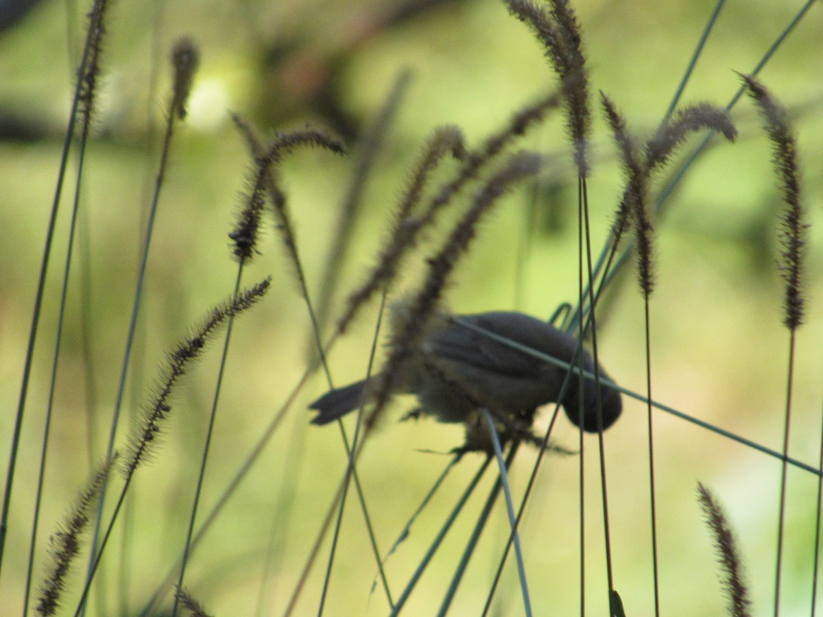 Double-collared Seedeater - ML594593001