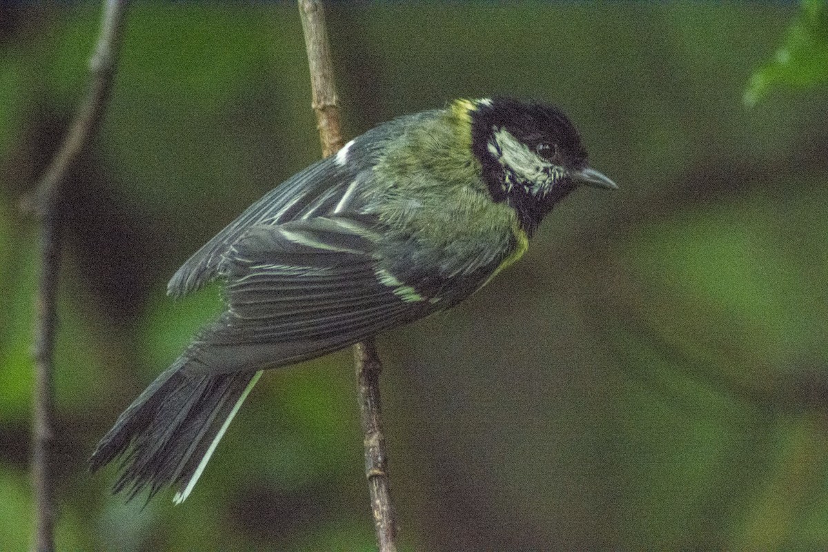 Mésange charbonnière (groupe major) - ML594593481