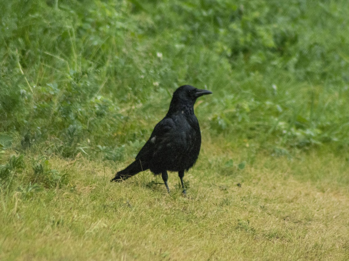 Corneille noire (orientalis) - ML594593671