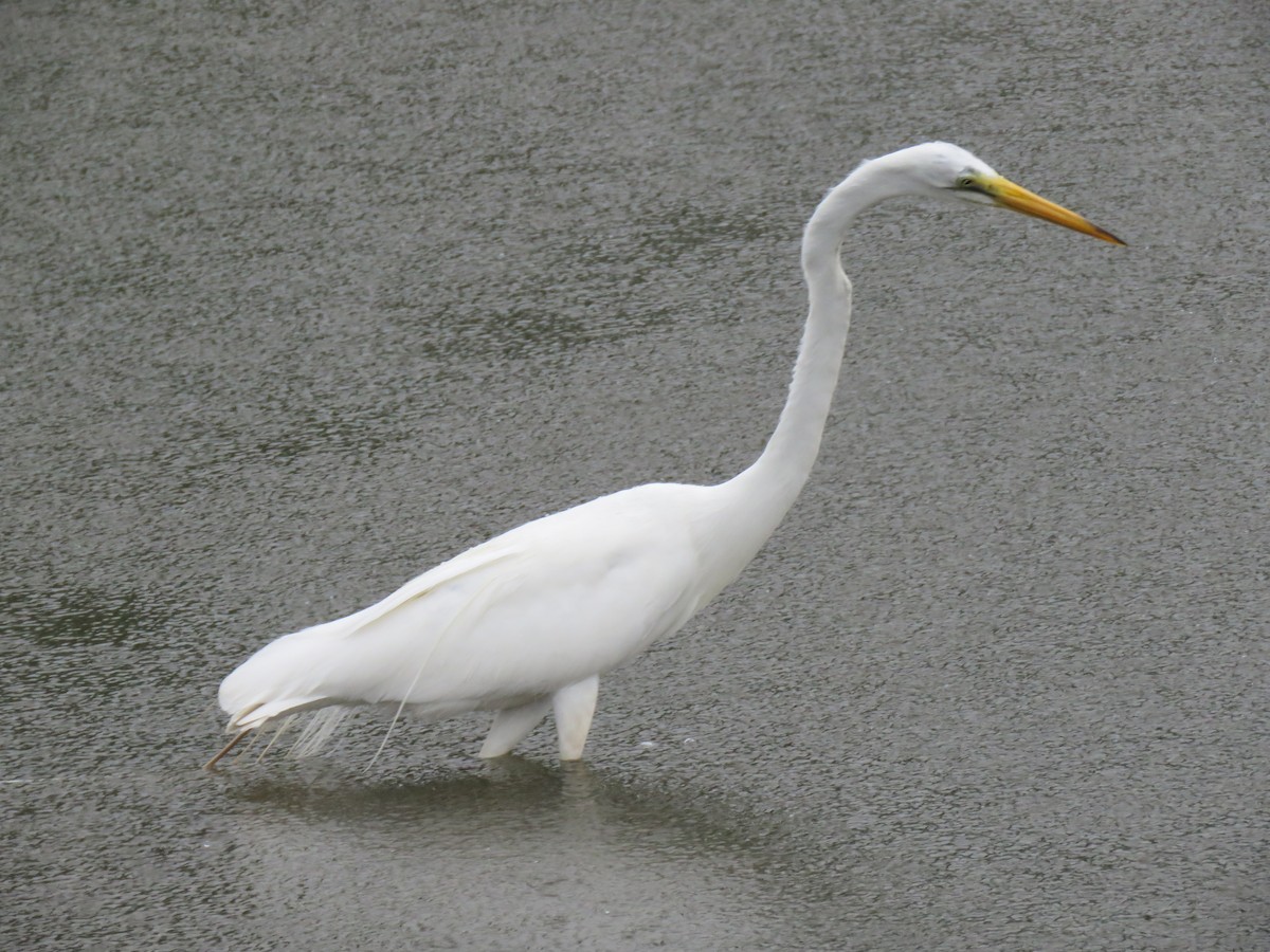 Great Egret - ML594593871