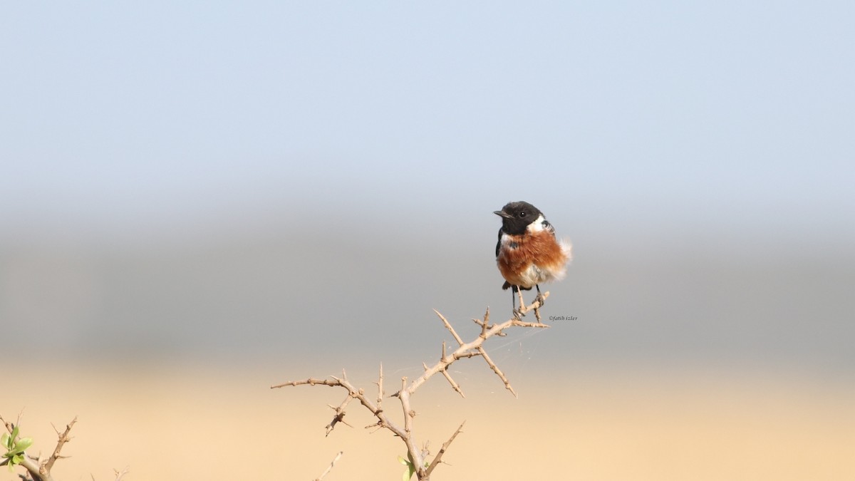 African Stonechat (African) - ML594593991