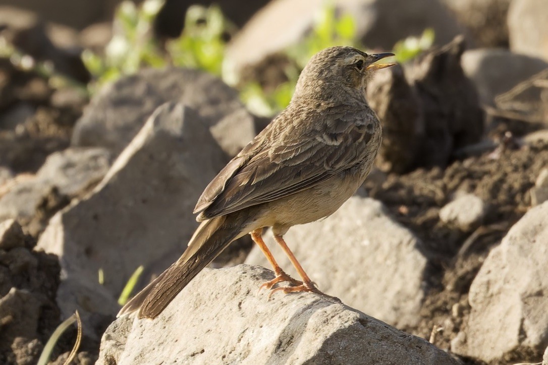 Long-billed Pipit (East African) - ML594594291