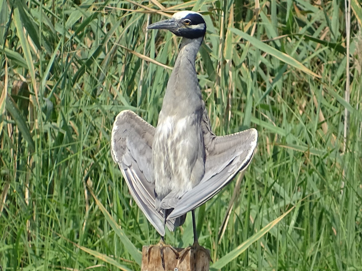 Yellow-crowned Night Heron - ML594594471