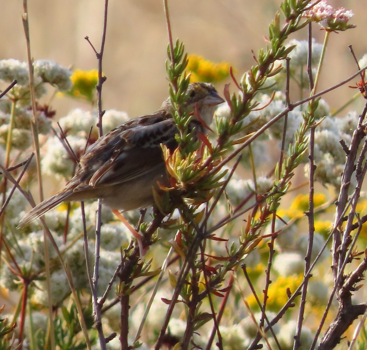 Grasshopper Sparrow - ML594594761