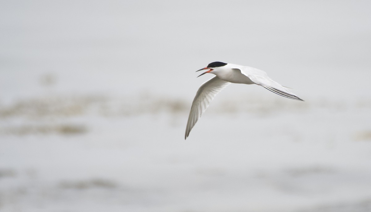 Roseate Tern - ML594594981