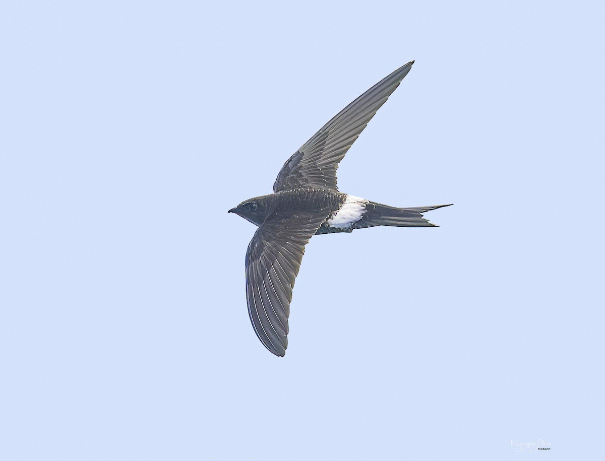 Pacific Swift - ML594595381