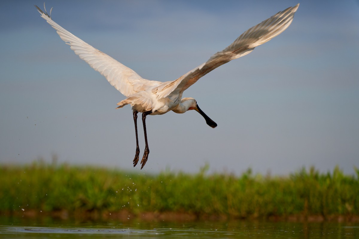 Eurasian Spoonbill - ML594596451