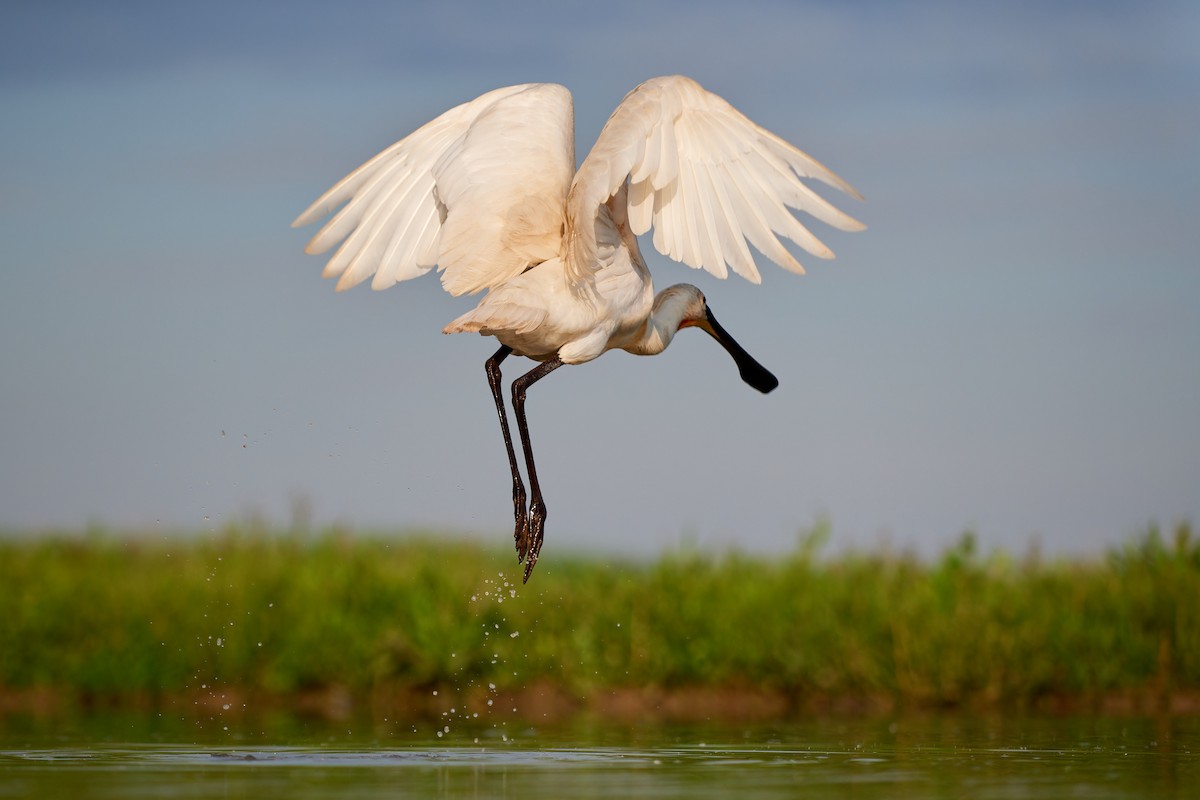 Eurasian Spoonbill - ML594596461