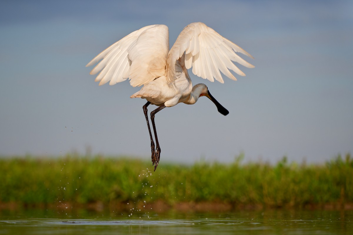 Eurasian Spoonbill - ML594596461