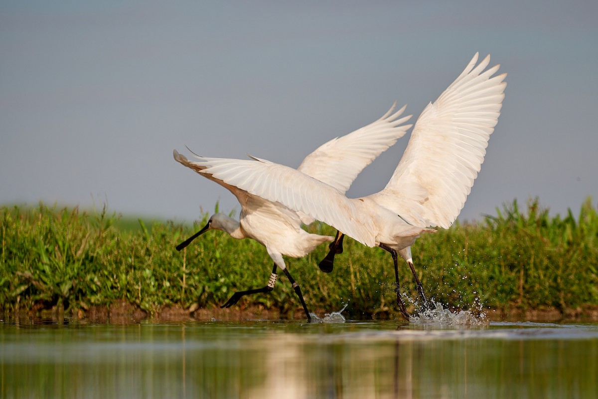 Eurasian Spoonbill - ML594596471