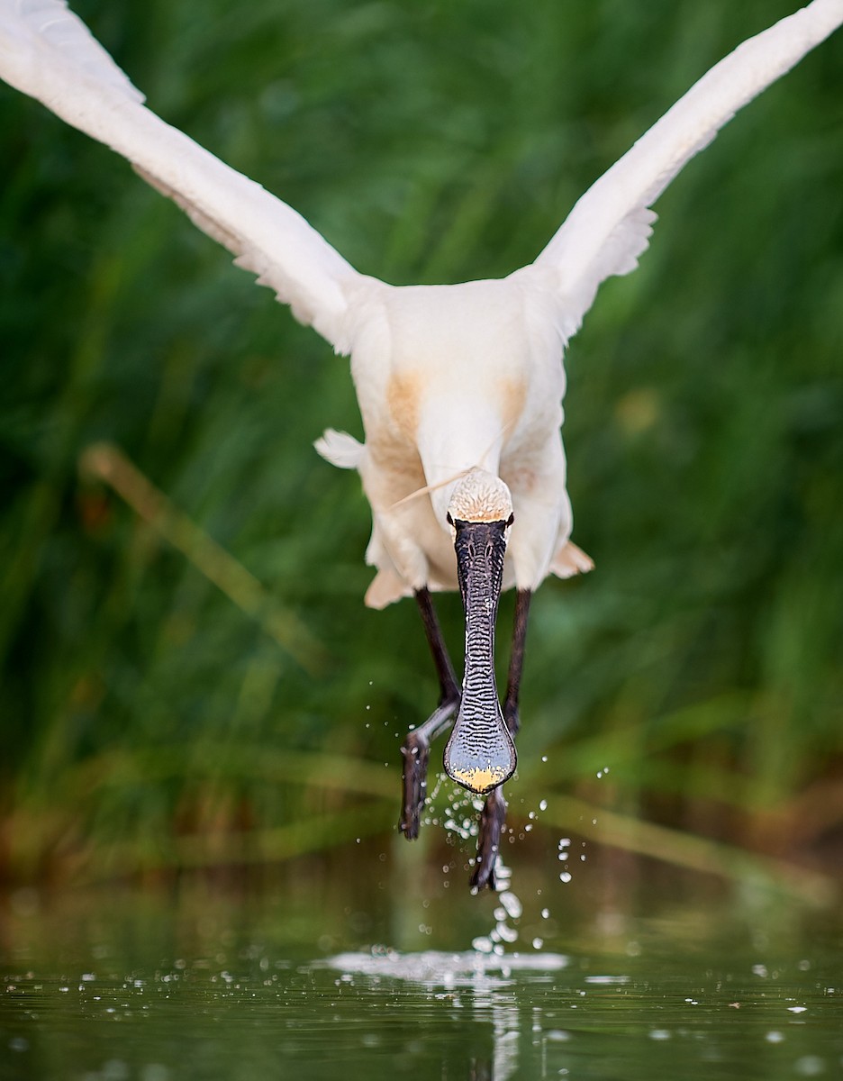 Eurasian Spoonbill - Tomáš Grim